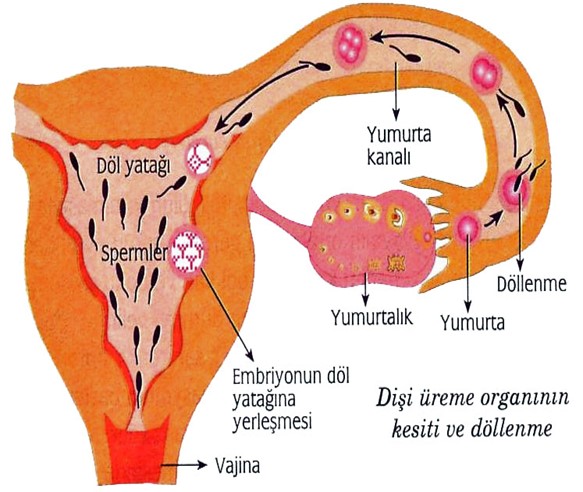 Döllenme ve Embriyo Gelişimi