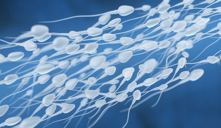 Erkeklerde Üreme Organları ve Sperm Üretimi Erkeklerde Üreme Organları ve Sperm Üretimi