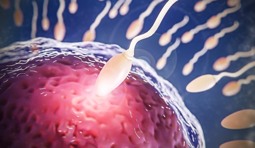 Tüp Bebekte Sperm ve Yumurtaların Hazırlanması Aşaması Tüp Bebekte Sperm ve Yumurtaların Hazırlanması Aşaması